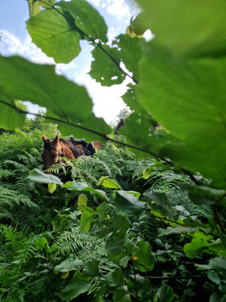 WhatsApp Slika 2024-12-05 u 13.53